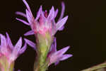 Fewflower blazing star